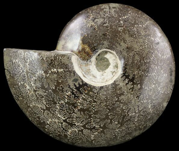 Polished Ammonite Fossil - Suture Pattern Exposed #51868